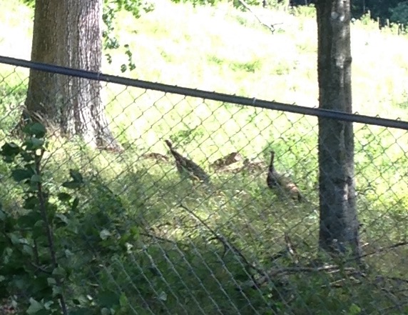 A couple of turkeys passing by.